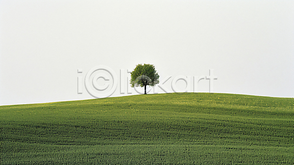 편안함 사람없음 JPG 디지털합성 편집이미지 나무 배경화면 자연 초원(자연) 풍경(경치) 하늘