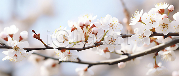 사람없음 JPG 디지털합성 편집이미지 벚꽃 봄 봄꽃 자연 풍경(경치)