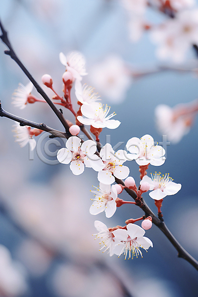 사람없음 JPG 디지털합성 편집이미지 벚꽃 봄 봄꽃 자연 풍경(경치)