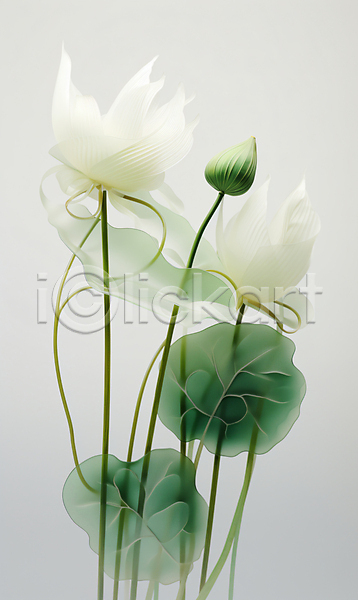 믿음 편안함 사람없음 JPG 편집이미지 연꽃(꽃) 연잎 종교 초록색 투명 흰색