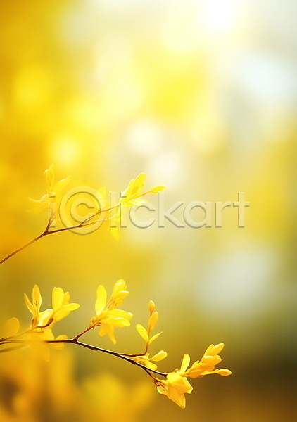 따뜻함 사람없음 JPG 편집이미지 개나리 꽃봉오리 나뭇가지 노란색 백그라운드 봄꽃 싱그러움 야외 잎 자연 포스터 햇빛