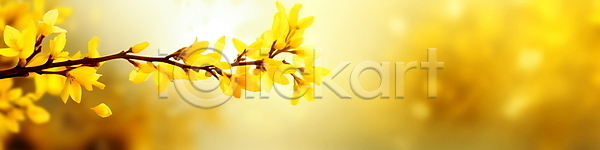 따뜻함 사람없음 JPG 편집이미지 개나리 꽃봉오리 나뭇가지 노란색 배너 백그라운드 봄꽃 싱그러움 야외 잎 자연 햇빛 현수막
