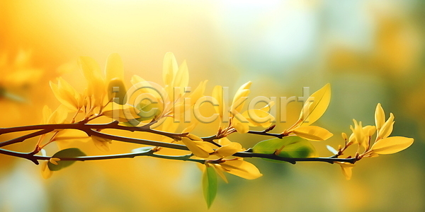 따뜻함 사람없음 JPG 편집이미지 개나리 꽃봉오리 나뭇가지 노란색 배너 백그라운드 봄꽃 싱그러움 야외 잎 자연 햇빛
