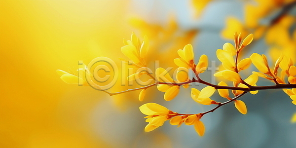 따뜻함 사람없음 JPG 편집이미지 개나리 꽃봉오리 나뭇가지 노란색 배너 백그라운드 봄꽃 싱그러움 야외 잎 자연 햇빛