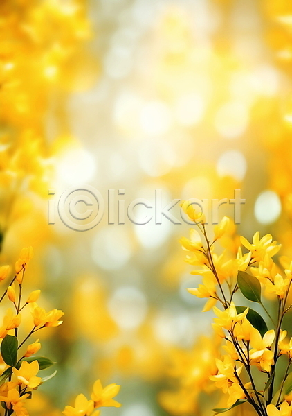 따뜻함 사람없음 JPG 편집이미지 개나리 꽃봉오리 나뭇가지 노란색 백그라운드 봄꽃 싱그러움 야외 잎 자연 포스터 햇빛