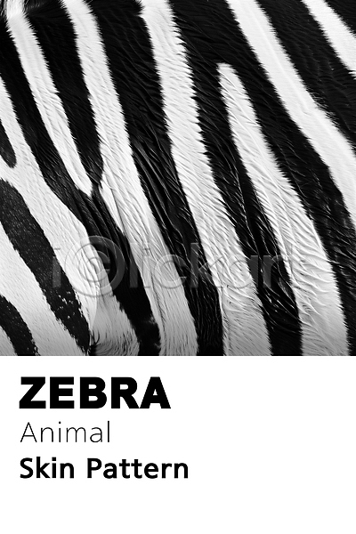 사람없음 PSD 디지털합성 편집이미지 검은색 동물 무늬 백그라운드 얼룩말 줄무늬 질감 패턴 편집소스 흰색