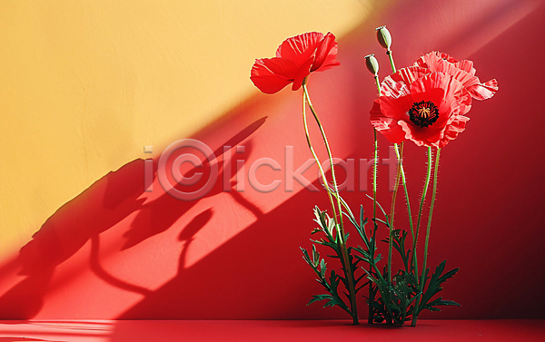 사람없음 JPG 편집이미지 그림자 꽃 백그라운드 빛 빨간색 양귀비