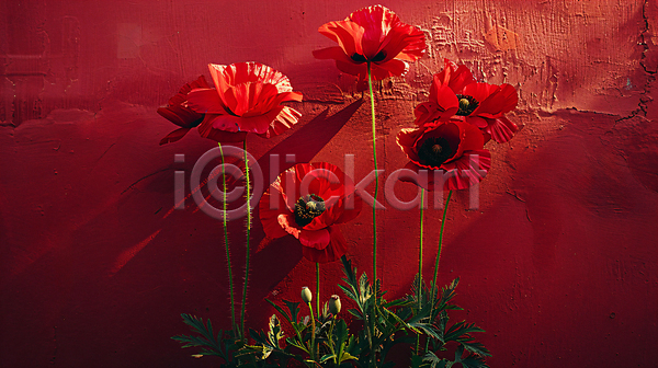 사람없음 JPG 편집이미지 꽃 백그라운드 빛 빨간색 양귀비