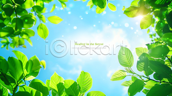사람없음 PSD 편집이미지 구름(자연) 나무 나뭇잎 맑음 백그라운드 봄 자연 초록색 카피스페이스 하늘 햇빛 힐링