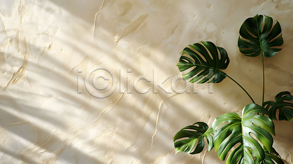 사람없음 JPG 디지털합성 편집이미지 그림자 몬스테라 백그라운드 베이지색 벽 실내 잎 초록색 카피스페이스 편집소스 햇빛 휴식처