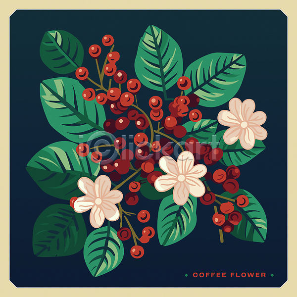 사람없음 AI(파일형식) 일러스트 꽃 꽃무늬 남색 원두 잎 초록색 카드(감사) 커피나무 커피열매 판화