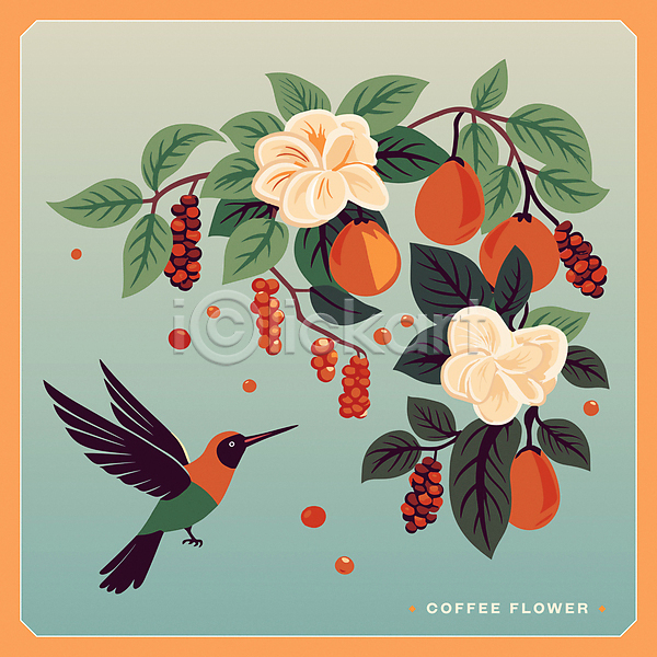 사람없음 AI(파일형식) 일러스트 꽃 꽃무늬 원두 잎 조류 주황색 카드(감사) 커피나무 커피열매 판화 하늘색