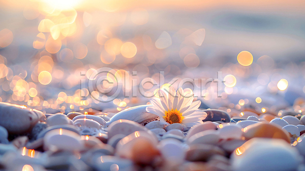 평화 사람없음 JPG 편집이미지 꽃 돌(바위) 보케 여름(계절) 자연 조개 풍경(경치) 해변 햇빛