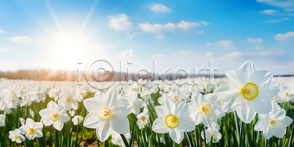 사람없음 JPG 편집이미지 구름(자연) 꽃밭 꽃축제 봄꽃 수선화 여름(계절) 자연 주간 풍경(경치) 하늘 햇빛 흰색