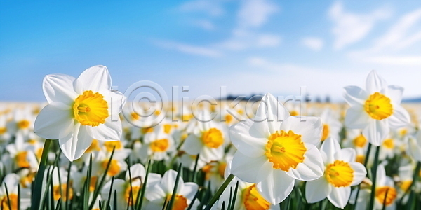 사람없음 JPG 편집이미지 구름(자연) 꽃밭 꽃축제 봄꽃 수선화 여름(계절) 자연 주간 풍경(경치) 하늘 햇빛 흰색