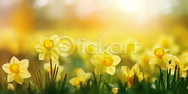 사람없음 JPG 편집이미지 꽃밭 꽃축제 노란색 봄꽃 수선화 여름(계절) 자연 주간 풍경(경치) 햇빛