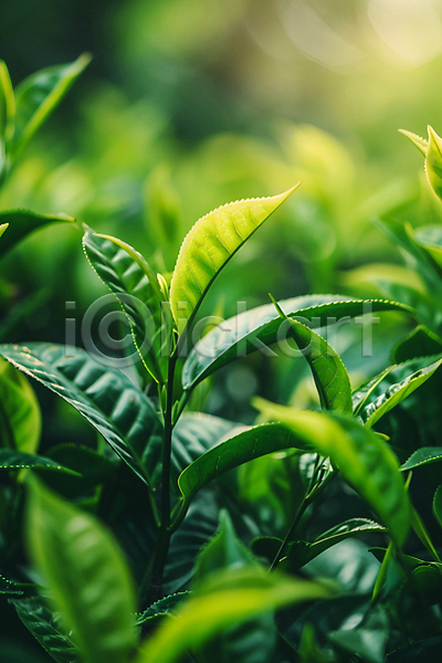 사람없음 JPG 디지털합성 편집이미지 녹차잎 농사 밭 잎 초록색 햇빛