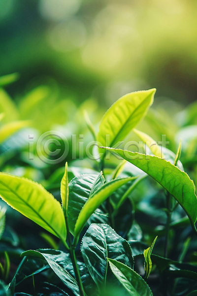 사람없음 JPG 디지털합성 편집이미지 녹차잎 농사 밭 잎 초록색 햇빛