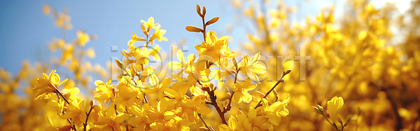 화려 사람없음 JPG 디지털합성 편집이미지 개나리 꽃가지 꽃잎 노란색 밝음 백그라운드 봄 봄꽃 봄풍경 자연 편집소스 화사함