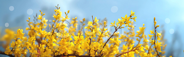 화려 사람없음 JPG 디지털합성 편집이미지 개나리 꽃가지 꽃잎 노란색 밝음 백그라운드 봄 봄꽃 봄풍경 자연 편집소스 화사함
