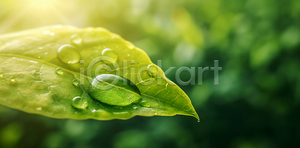 신선 사람없음 JPG 편집이미지 물방울 백그라운드 봄 아침 여름(계절) 초록색 풀잎 햇빛