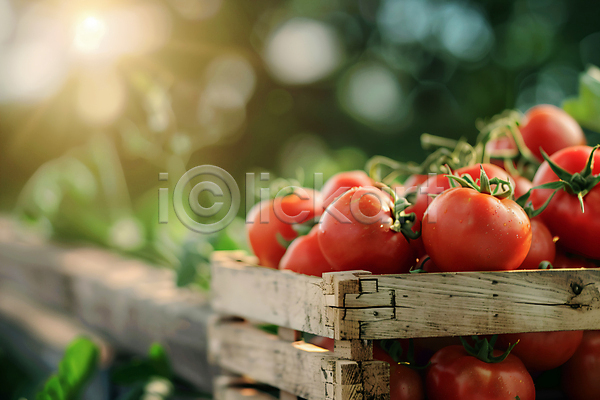 신선 사람없음 JPG 편집이미지 과일 바구니 백그라운드 초록색 토마토 풀잎 햇빛
