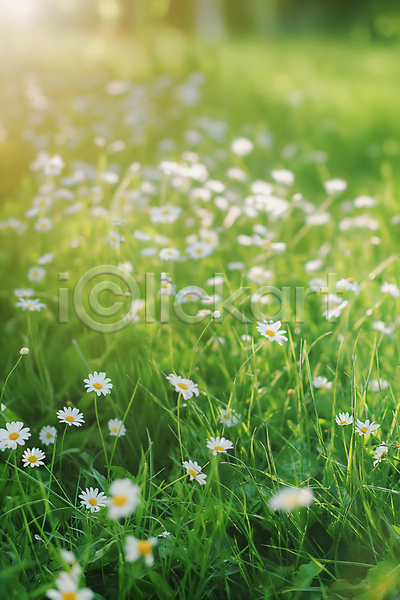 사람없음 JPG 편집이미지 꽃밭 데이지 백그라운드 봄 자연 풀(식물) 햇빛