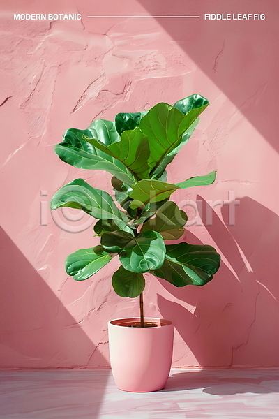 사람없음 PSD 편집이미지 고무나무 그림자 모던 미니멀 보테니컬아트 분홍색 빛 실내 인테리어 잎 장식 초록색 화분