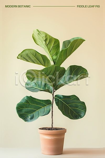 사람없음 PSD 편집이미지 고무나무 모던 미니멀 베이지색 보테니컬아트 실내 인테리어 잎 장식 초록색 화분