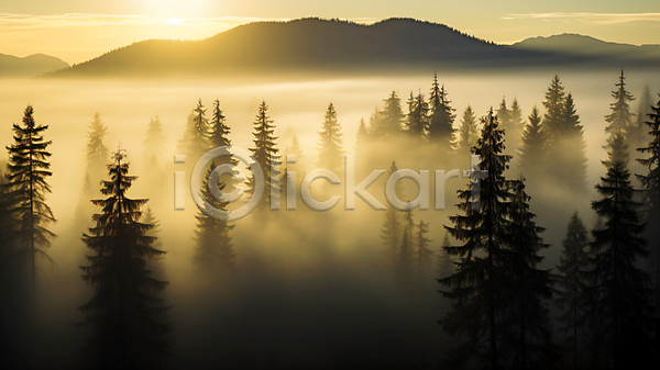 사람없음 JPG 편집이미지 나무 백그라운드 산 숲 안개 자연 풍경(경치) 햇빛