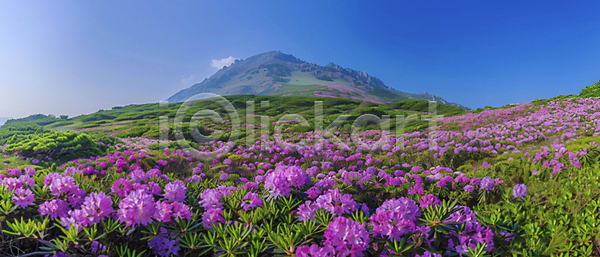 휴식 사람없음 JPG 디지털합성 편집이미지 계절 꽃 분홍색 산 자연 풍경(경치) 하늘 환경