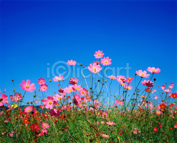 사람없음 JPG 포토 가을(계절) 가을꽃 계절 꽃 분홍색 빨간색 사계절 식물 야외 여러송이 자연 주간 초록색 초원(자연) 코스모스(꽃) 풍경(경치) 하늘