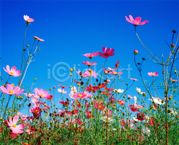 사람없음 JPG 로우앵글 포토 가을(계절) 가을꽃 계절 꽃 분홍색 빨간색 사계절 식물 야외 여러송이 자연 주간 초록색 코스모스(꽃) 풍경(경치) 하늘