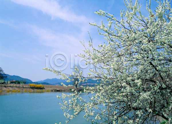 사람없음 JPG 포토 강 계절 꽃나무 나무 노란색 봄 사계절 산 식물 야외 자연 주간 풍경(경치) 호수 흰색