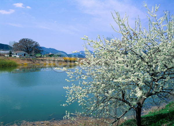 사람없음 JPG 포토 강 건축물 계절 꽃나무 나무 벚꽃 봄 사계절 식물 야외 자연 주간 주택 풍경(경치) 호수