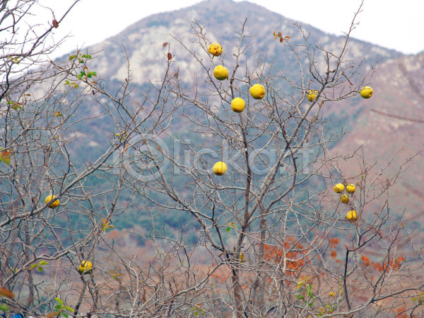 사람없음 JPG 근접촬영 아웃포커스 포토 과일 나무 나뭇가지 노란색 배(과일) 산 식물 야외 여러그루 열매 자연 주간 풍경(경치)
