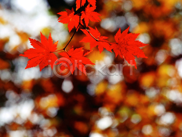사람없음 JPG 근접촬영 아웃포커스 포토 가을(계절) 계절 나무 나뭇잎 낙엽 단풍 단풍나무 빨간색 사계절 식물 야외 자연 주간 추분 풍경(경치)