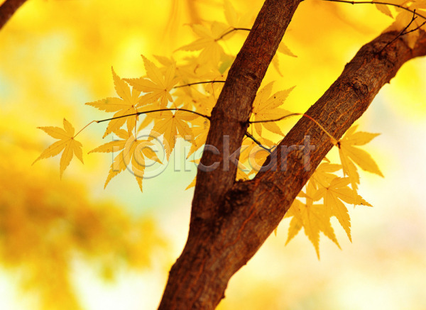 사람없음 JPG 근접촬영 아웃포커스 포토 가을(계절) 계절 나무 나뭇잎 낙엽 노란색 단풍 단풍나무 사계절 식물 야외 자연 주간 추분 풍경(경치)