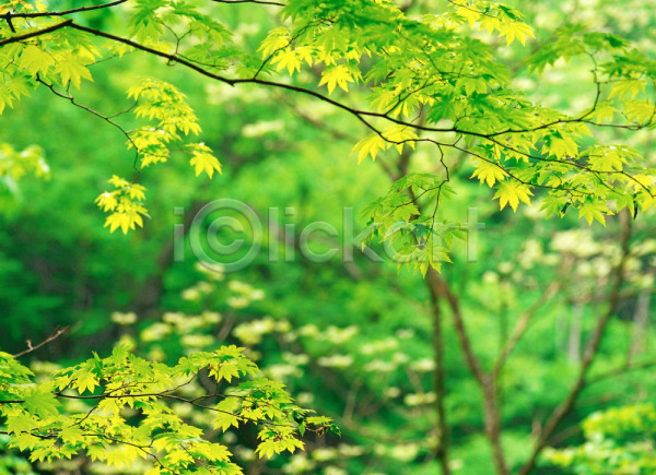 사람없음 JPG 근접촬영 아웃포커스 포토 나무 나뭇잎 녹음(푸른숲) 숲 식물 야외 잎 자연 주간 풍경(경치)