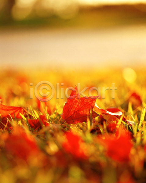 사람없음 JPG 근접촬영 아웃포커스 포토 가을(계절) 계절 낙엽 빨간색 사계절 식물 야외 잎 자연 주간 초원(자연) 풀(식물)