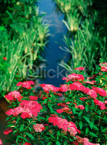 사람없음 JPG 근접촬영 아웃포커스 포토 계절 꽃 꽃밭 들꽃 봄 빨간색 사계절 식물 야외 여러송이 자연 주간 초록색 풀(식물)