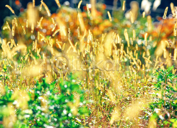 사람없음 JPG 근접촬영 아웃포커스 포토 강아지풀 식물 야외 자연 주간 초록색 초원(자연) 풍경(경치)