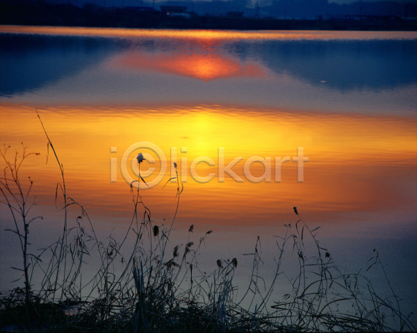 사람없음 JPG 포토 강 노을 물결 반사 빛 식물 야외 일몰 일출 자연 주간 풀(식물) 풍경(경치) 하늘 호수