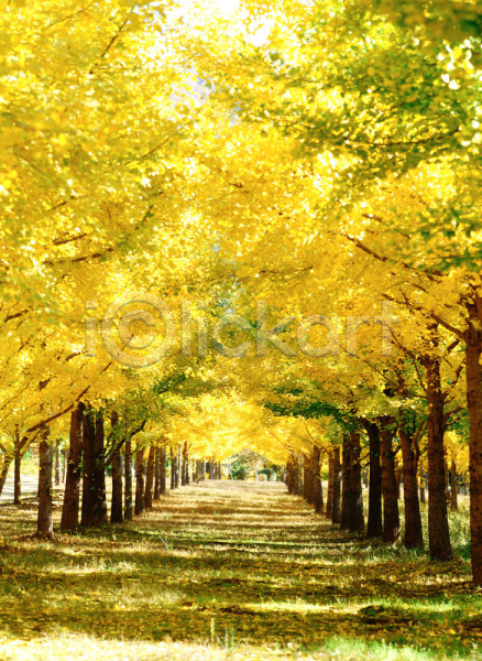 사람없음 JPG 포토 가을(계절) 강원도 계절 공원 길 나무 노란색 사계절 산책로 식물 야외 은행나무 자연 주간 추분 풍경(경치)