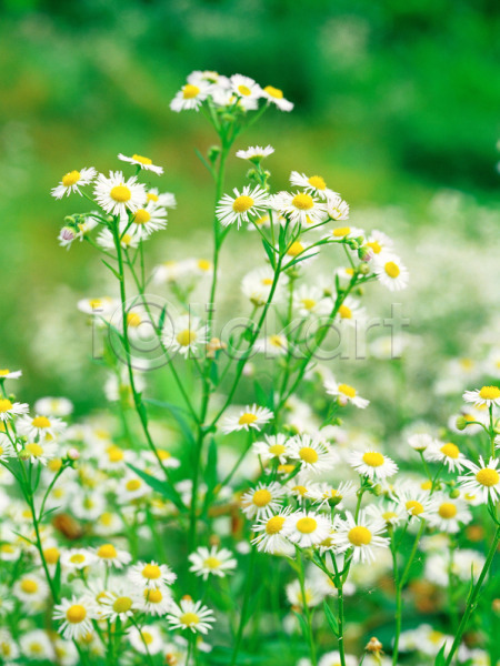 사람없음 JPG 근접촬영 아웃포커스 포토 꽃 망초꽃 식물 야외 여름꽃 자연 주간 초록색 흰색