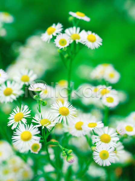 사람없음 JPG 근접촬영 아웃포커스 포토 꽃 노란색 망초꽃 식물 야외 여름꽃 자연 주간 흰색