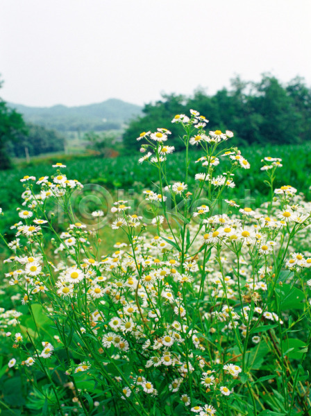 사람없음 JPG 포토 꽃 망초꽃 식물 야외 여름꽃 자연 주간