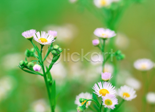 사람없음 JPG 근접촬영 아웃포커스 포토 꽃 들꽃 망초꽃 식물 야외 자연 주간 풍경(경치) 흰색