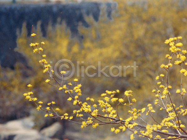 사람없음 JPG 아웃포커스 포토 경기도 꽃 노란색 봄꽃 산수유 숲 식물 야외 이천 자연 주간