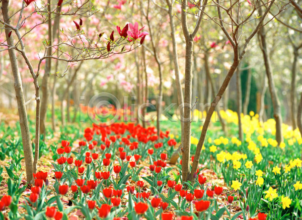 사람없음 JPG 포토 공원 꽃 꽃밭 나무 노란색 봄꽃 빨간색 식물 야외 여러송이 용인 자연 주간 튤립 풍경(경치)